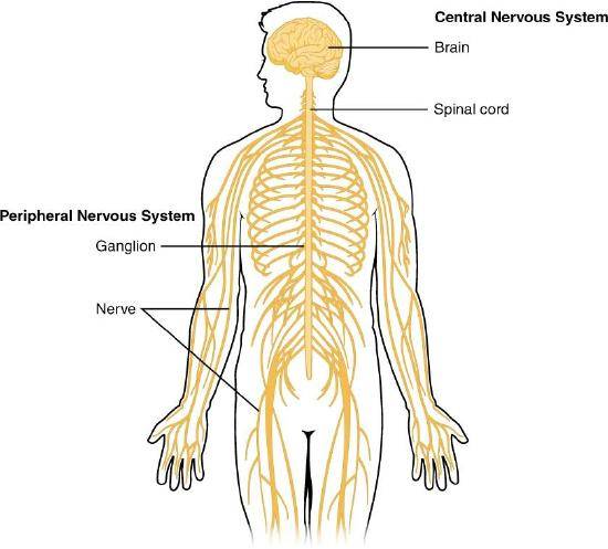 Physiotherapist in Chandigarh